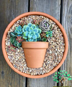 دیش گاردن NGD41 Natural garden dash