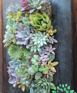 دیش گاردن NGD45 Natural garden dash