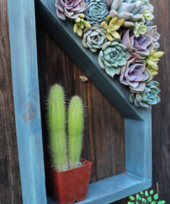 دیش گاردن NGD46 Natural garden dash