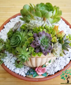 دیش گاردن NGD47 Natural garden dash