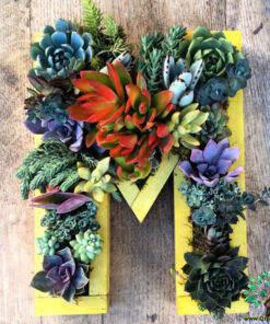 دیش گاردن NGD48 Natural garden dash