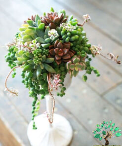 دیش گاردن NGD49 Natural garden dash