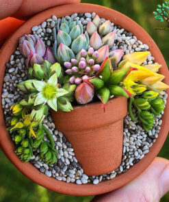 دیش گاردن NGD51 Natural garden dash