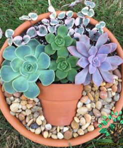 دیش گاردن NGD52 Natural garden dash