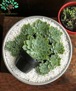 دیش گاردن NGD53 Natural garden dash