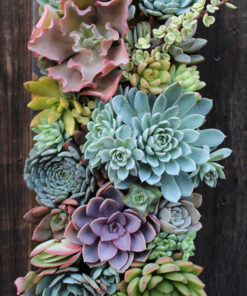 دیش گاردن NGD55 Natural garden dash