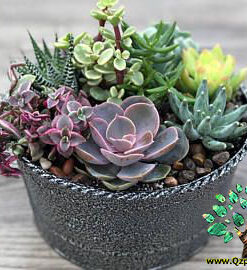 دیش گاردن NGD56 Natural garden dash