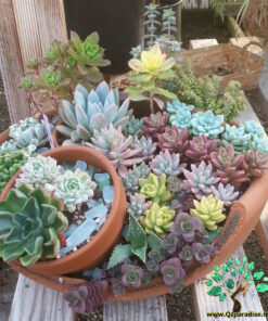 دیش گاردن NGD57 Natural garden dash