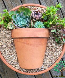 دیش گاردن NGD58 Natural garden dash