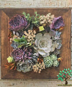 دیش گاردن NGD6 Natural garden dash