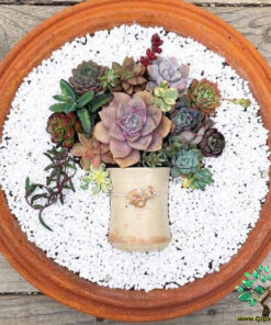 دیش گاردن NGD60 Natural garden dash