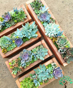 دیش گاردن NGD61 Natural garden dash