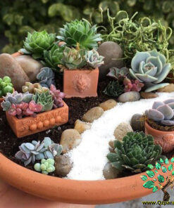 دیش گاردن NGD62 Natural garden dash