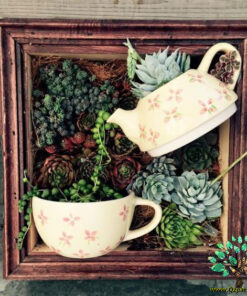 دیش گاردن NGD63 Natural garden dash