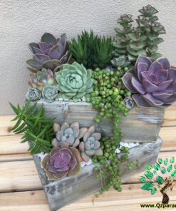 دیش گاردن NGD64 Natural garden dash