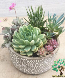 دیش گاردن NGD65 Natural garden dash