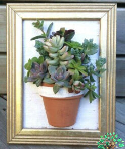 دیش گاردن NGD66 Natural garden dash