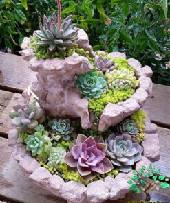 دیش گاردن NGD67 Natural garden dash