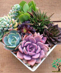 دیش گاردن NGD68 Natural garden dash