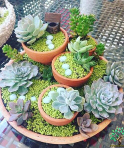 دیش گاردن NGD7 Natural garden dash