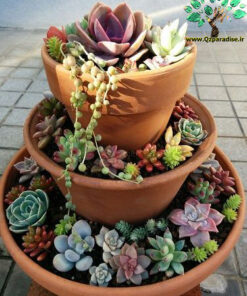 دیش گاردن NGD70 Natural garden dash