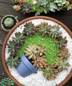 دیش گاردن NGD71 Natural garden dash