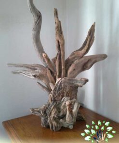 چوب های زینتی OW6 Ornamental wood