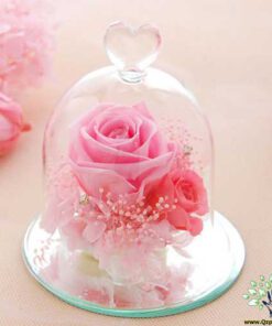 رز جاویدان RI10 Rose Immortal