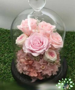 رز جاویدان RI108 Rose Immortal