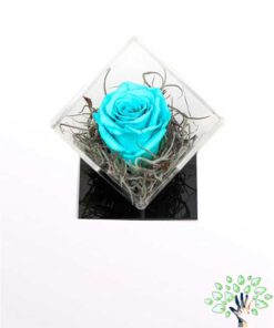 رز جاویدان RI113 Rose Immortal