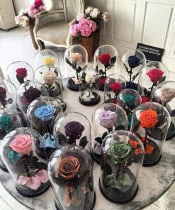 رز جاویدان RI116 Rose Immortal