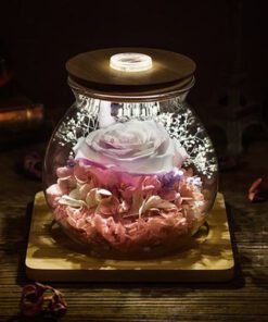 رز جاویدان RI117 Rose Immortal