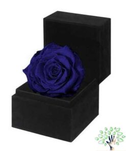 رز جاویدان RI128 Rose Immortal