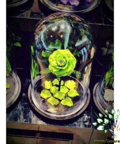 رز جاویدان RI129 Rose Immortal