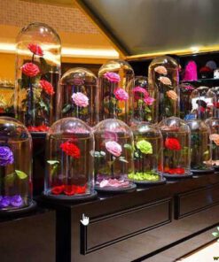 رز جاویدان RI13 Rose Immortal