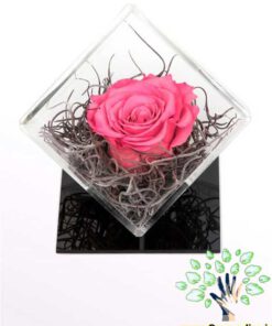 رز جاویدان RI136 Rose Immortal