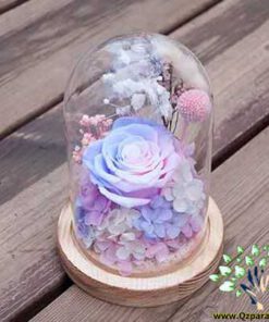 رز جاویدان RI142 Rose Immortal