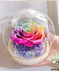 رز جاویدان RI143 Rose Immortal