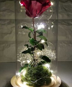 رز جاویدان RI145 Rose Immortal