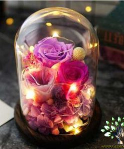 رز جاویدان RI15 Rose Immortal