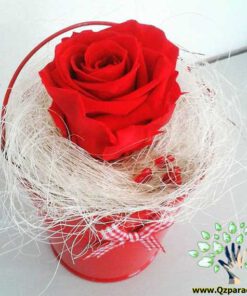 رز جاویدان RI151 Rose Immortal