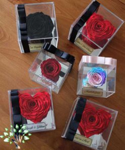 رز جاویدان RI152 Rose Immortal