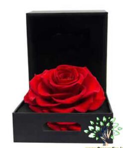 رز جاویدان RI153 Rose Immortal
