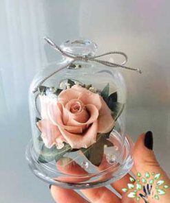 رز جاویدان RI154 Rose Immortal