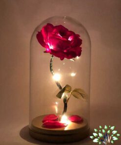 رز جاویدان RI16 Rose Immortal