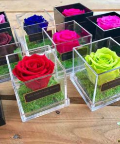 رز جاویدان RI17 Rose Immortal