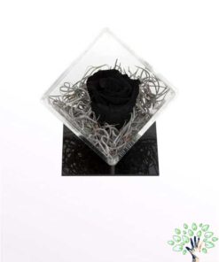 رز جاویدان RI19 Rose Immortal