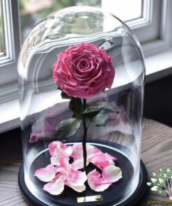 رز جاویدان RI25 Rose Immortal