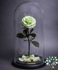 رز جاویدان RI26 Rose Immortal