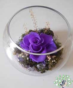 رز جاویدان RI27 Rose Immortal